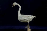 鵠藏品圖，第4張